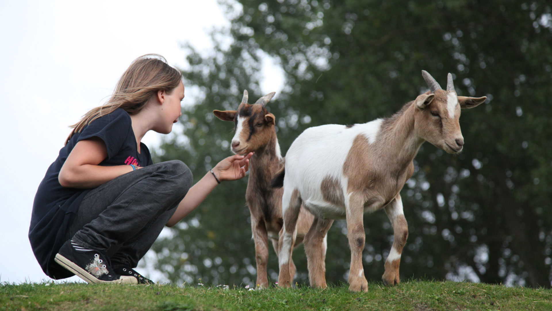 Der Streichelzoo als Attraktion im Rügen Park